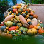 Pile of pumpkins